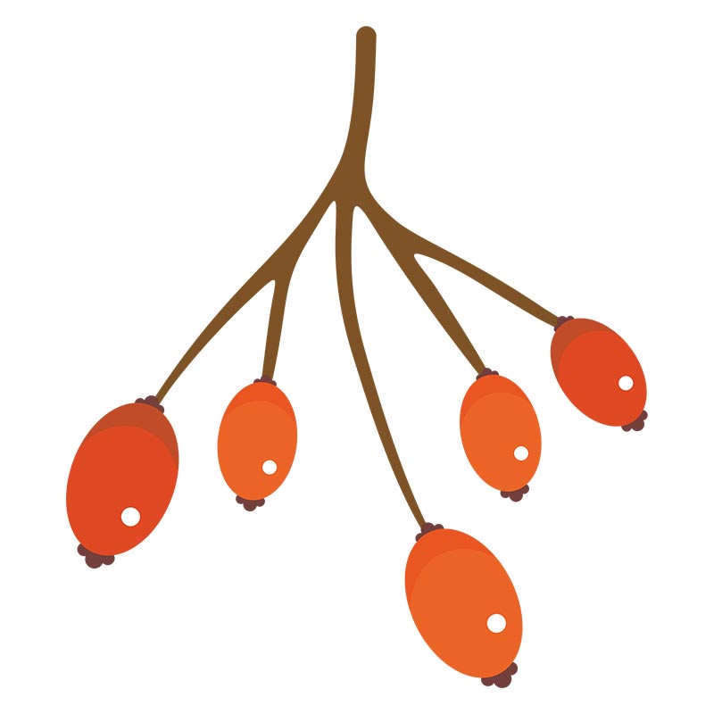 Ripe Orange Cherry Tomatoes Vector Art