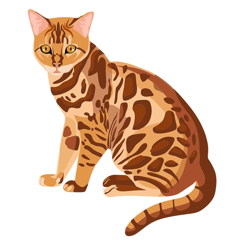 Decorous Bengal Cat Vector Art