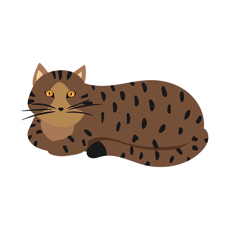 Endearing Fat Bengal Cat Vector Art