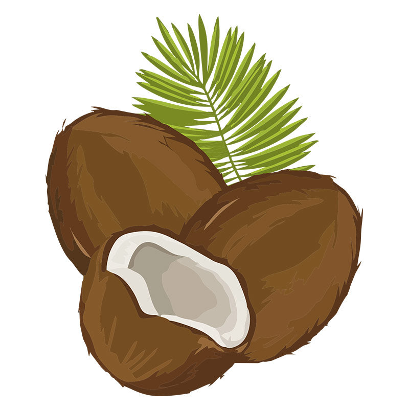 Old Brown Cococnuts with Leaves Vector Art