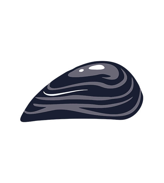 Oyster Shell Vector File