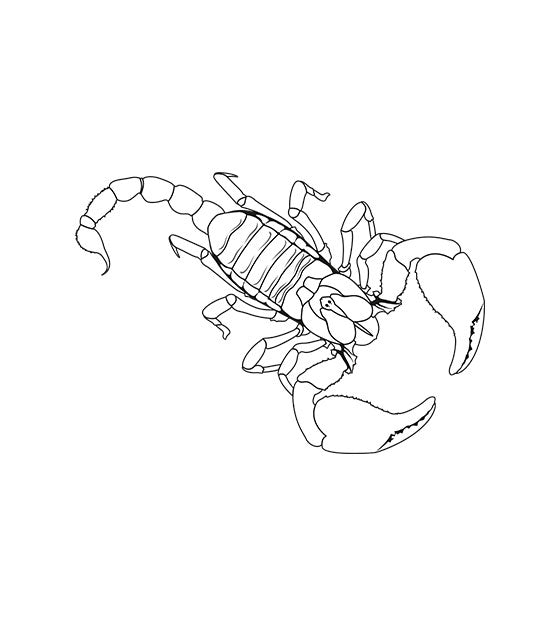 Scorpion Line Art Silhouette Art