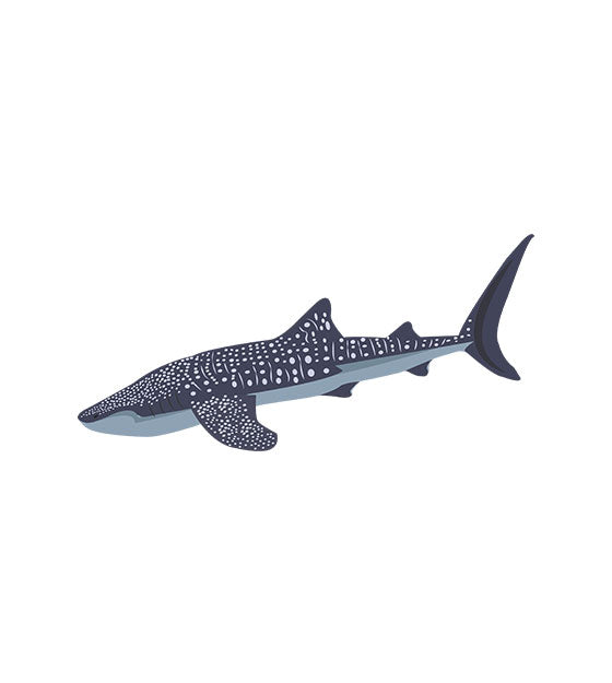 Whale Vector