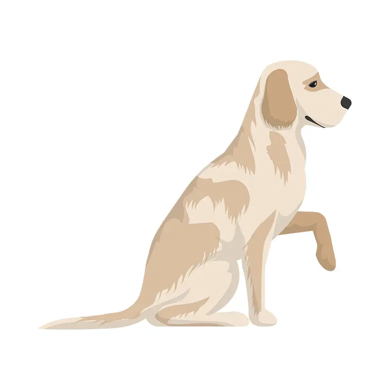 Labrador Dog Vector