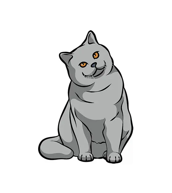British Short Hair Cat Vector