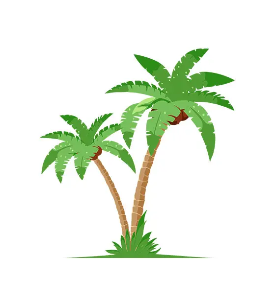 Tree Palm Vector