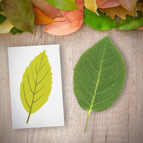 Green Chartreuse Autumn Leaf Vector Art