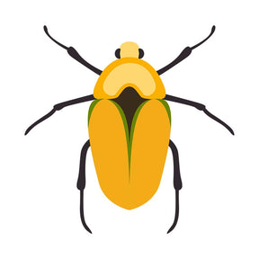 Goldsmith Scarab Beetle Vector Art