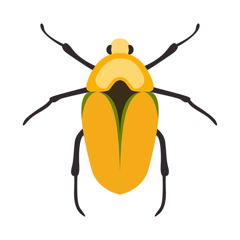 Goldsmith Scarab Beetle Vector Art