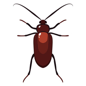 Adaptable Cockroach Vector Art