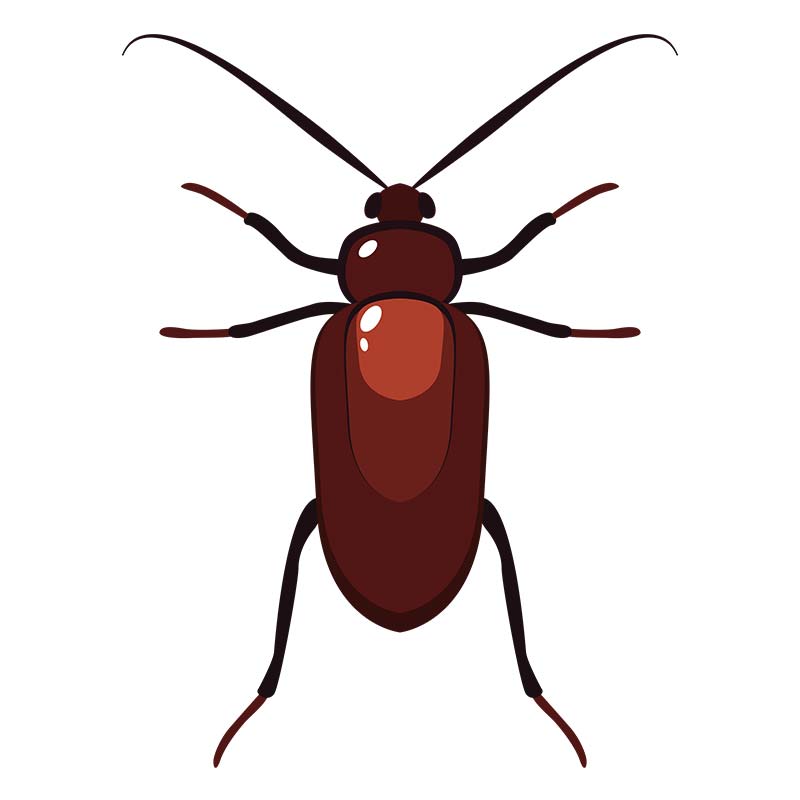 Adaptable Cockroach Vector Art