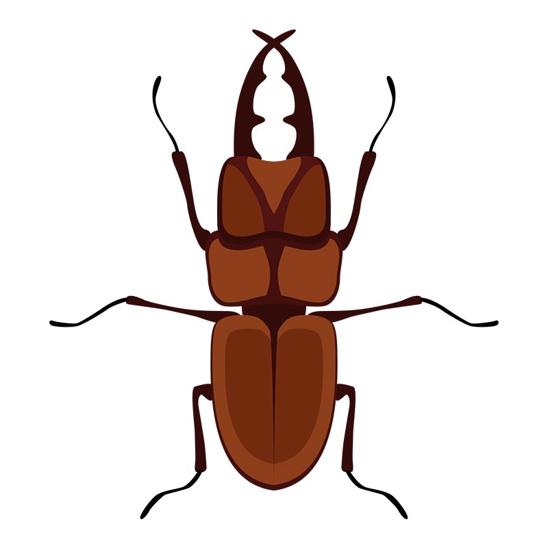 Rhinoceros Horn Beetle Vector Art