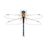 Blue Dasher Dragon Fly Vector Art