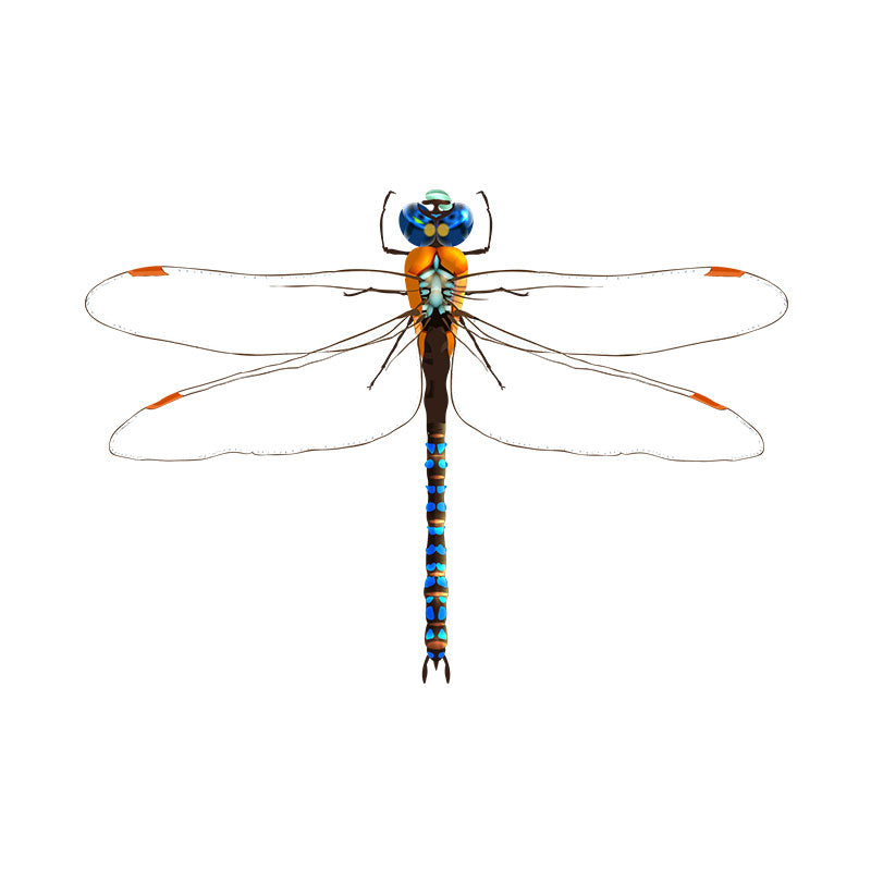 Blue Dasher Dragon Fly Vector Art