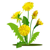 Exotic Dandelion Flower Plant Vector Art