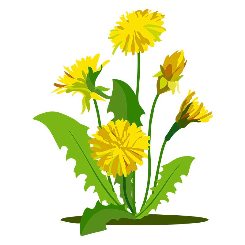 Exotic Dandelion Flower Plant Vector Art