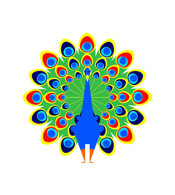 Dancing Vibrant Open Feathered Peacock Vector Art