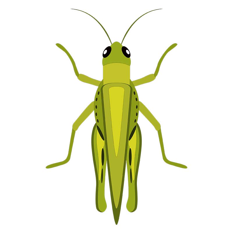 Large Green Grasshopper Insect Vector Art