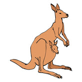 Baby Kangaroo Vector Art