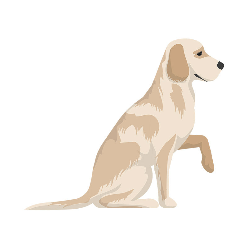 Labrador Dog Vector
