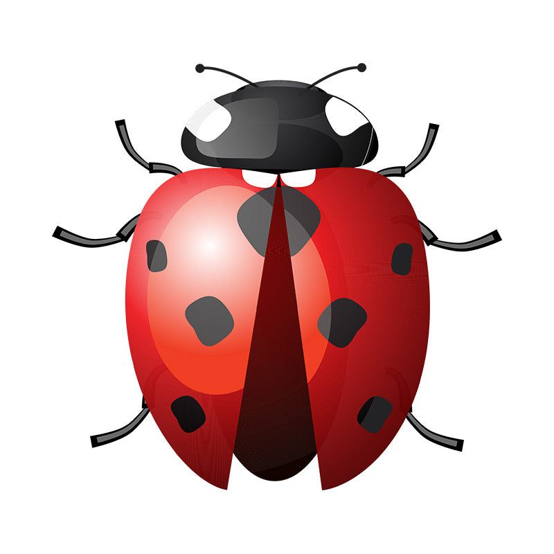 Seven Spot Winged Lady Bird Vector Art