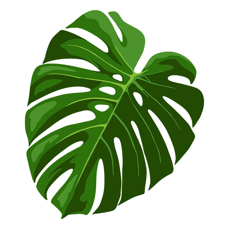 Aromatic Swiss Cheese Plant Leaf Vector Art
