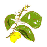 Evergreen Lemon Flowered Art Vector Art