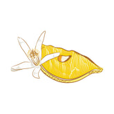 Juicy Lemon Sliced with Flower Vector Art
