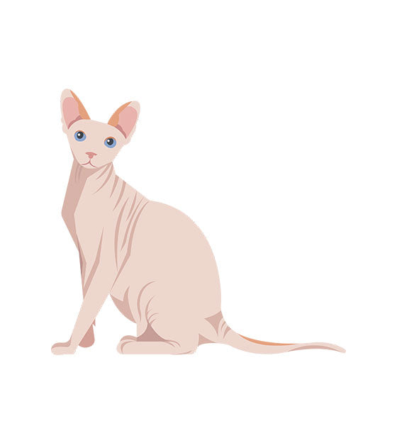 Sphynx Cat Vector Art