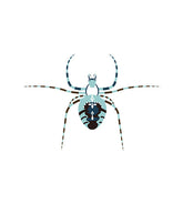 Spider Vector