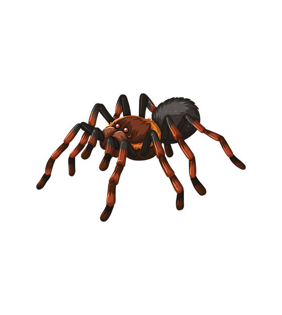 Spider Vector Art