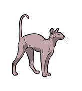 Devon Rex Vector Design