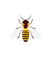 Alluring Sand Wasp Vector Art