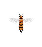 Asian Giant Hornet Vector Art