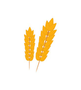 Golden Farm Wheat Ears Vector Art