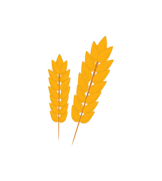 Golden Farm Wheat Ears Vector Art
