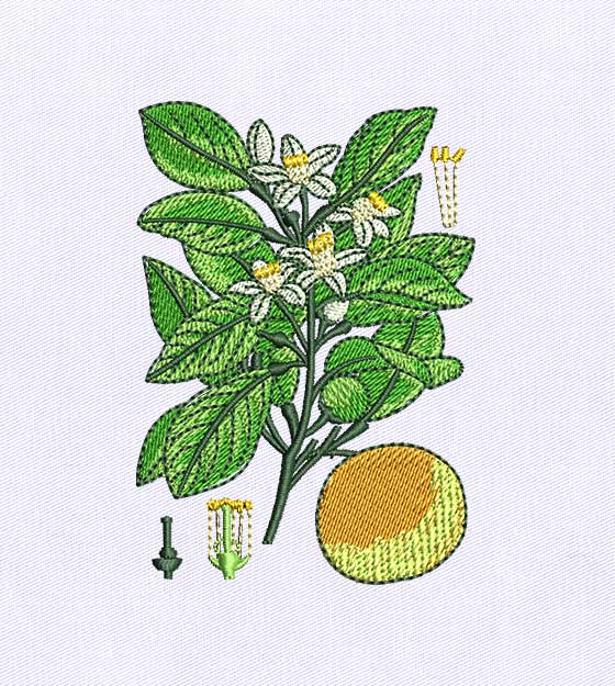 My Funny Clementine Digital Embroidery Design
