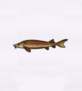 Quaint Brown Fish Cap Embroidery Design