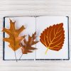 Elegant Autumn Leaf Vector Art