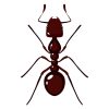 Isolated Poisonous Red Ant Vector Art