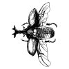 Hercules Beetle Sketch Silhouette Art