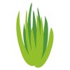 Green Aloe Vera Cactus Vector Art