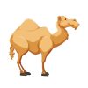 Cartoonish Dromedary Camel Vector Art