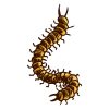 Tenacious Caterpillar Vector Art