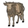 Small-Horned Jersey Cattle Cow’s Calf Vector Art