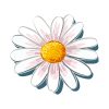 Detailed Daisy Flower Vector Art