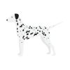 Chivalrous Dalmation Dog Side View Vector Art