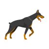 Attentive Doberman Right Sided View Dog Vector Art