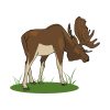 Grazing Adult Elk Vector Art