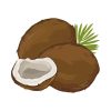 Flavorsome Old Brown Coconuts with Leaves Vector Art